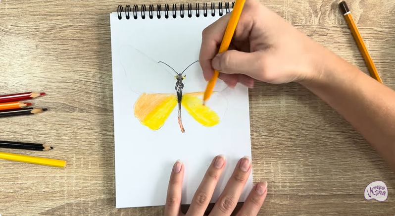 Рисуем Малинница обыкновенная