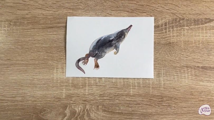 Рисуем Выхухоль