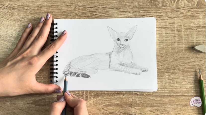 Рисуем Ориентальная кошка