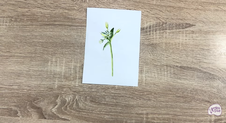 Рисуем Ясколка длинноволосая