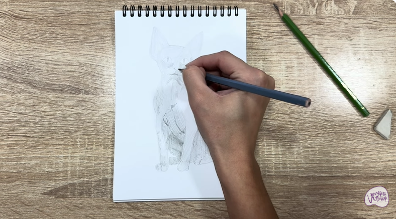 Рисуем Девон Рекс