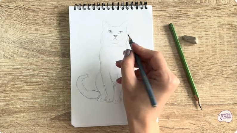 Рисуем Кот породы Шартрез