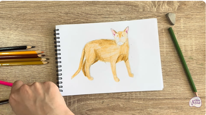 Рисуем Кот породы Оцикет