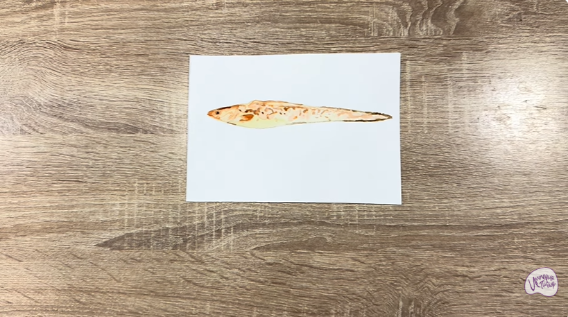 Рисуем Конгрио