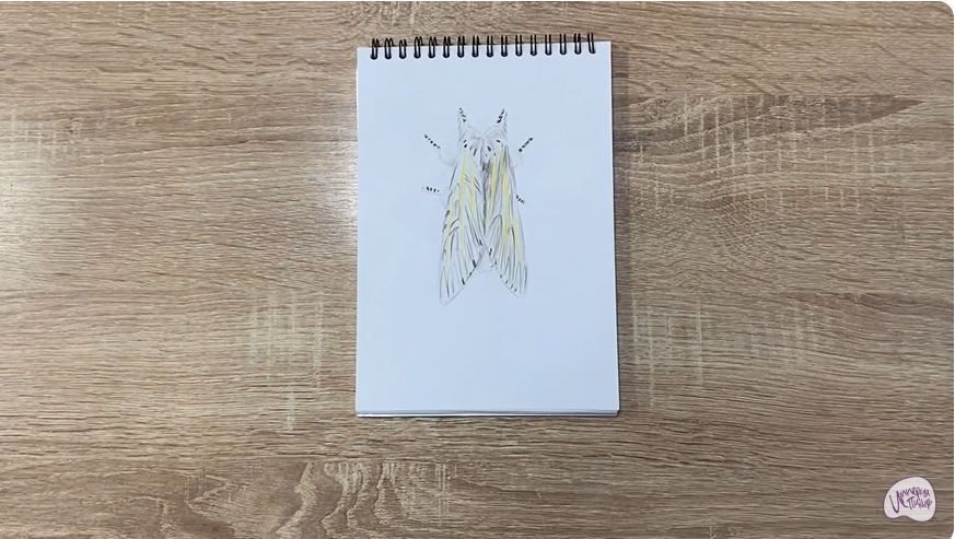 Рисуем Хохлатка Рисуем Хохлатка