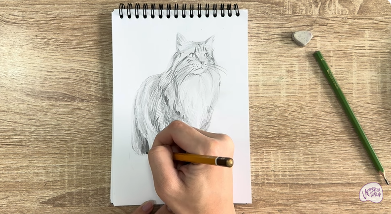 Рисуем Норвежский лесной кот