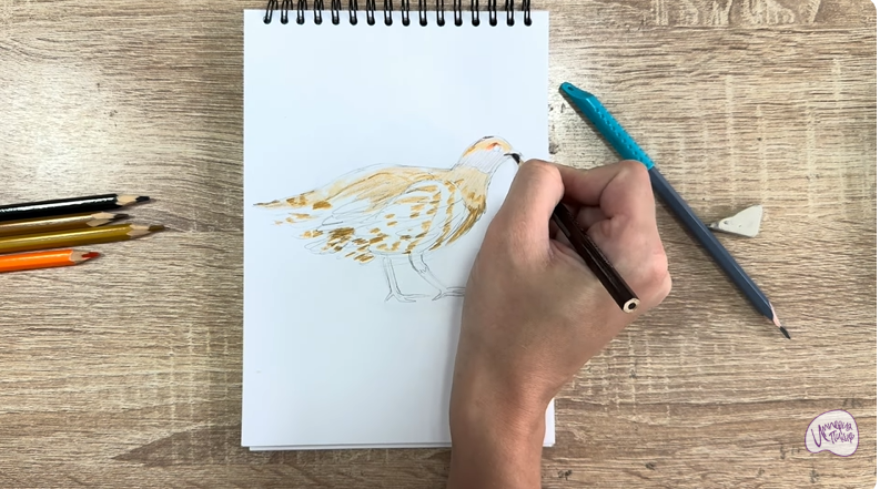 Рисуем Канадская дикуша