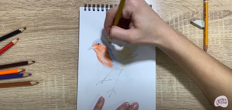 Рисуем Птичка "Зарянка"