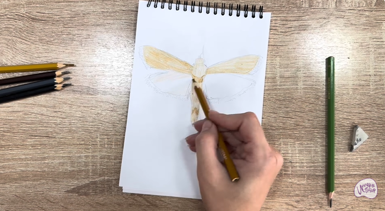 Рисуем Огнёвка зерновая