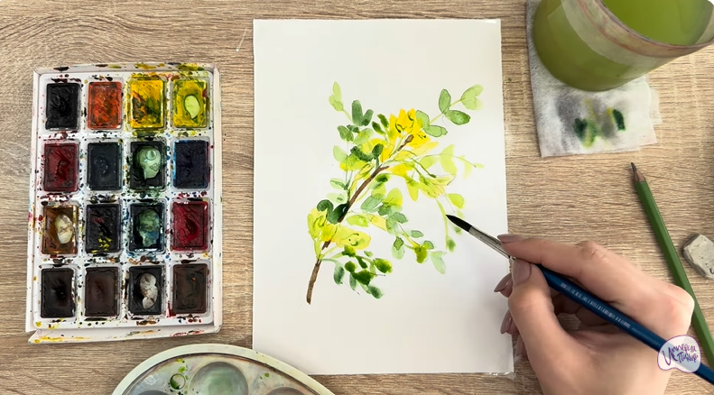 Рисуем Ветка караганы