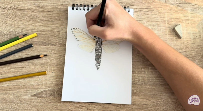 Рисуем Древесница въедливая