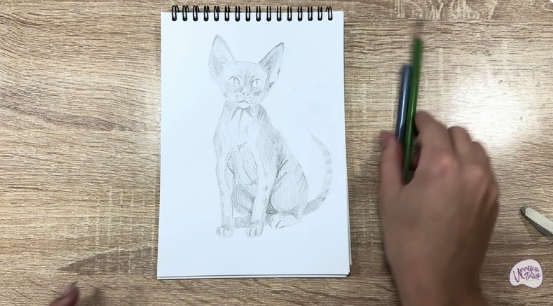 Рисуем Девон Рекс