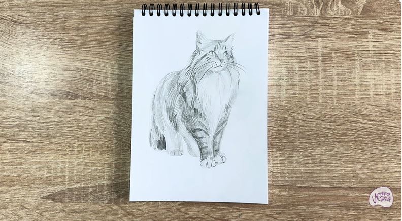 Рисуем Норвежский лесной кот Рисуем Норвежский лесной кот