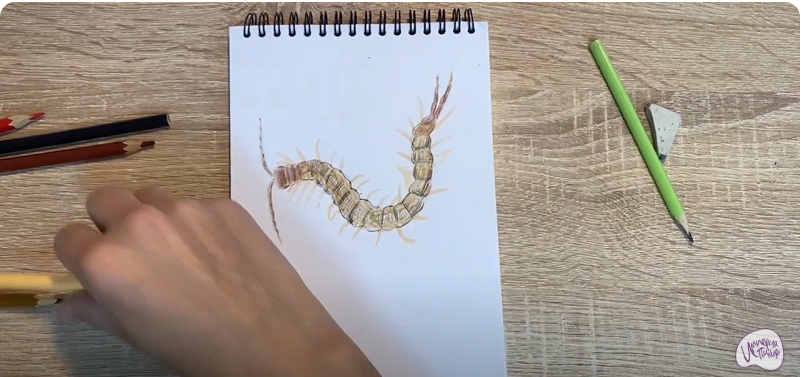 Рисуем Сколопендра
