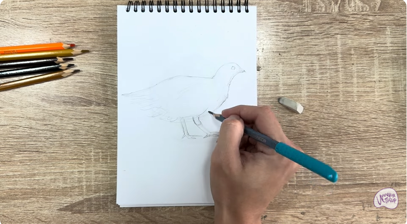 Рисуем Канадская дикуша