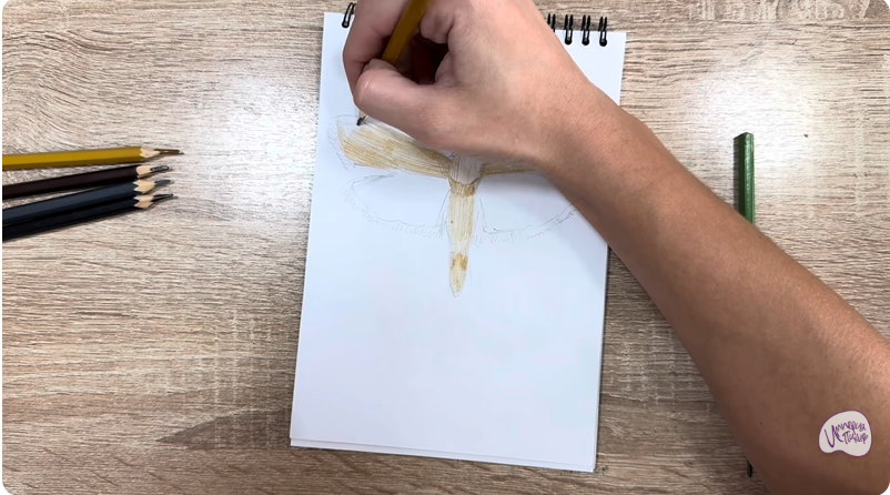 Рисуем Огнёвка зерновая