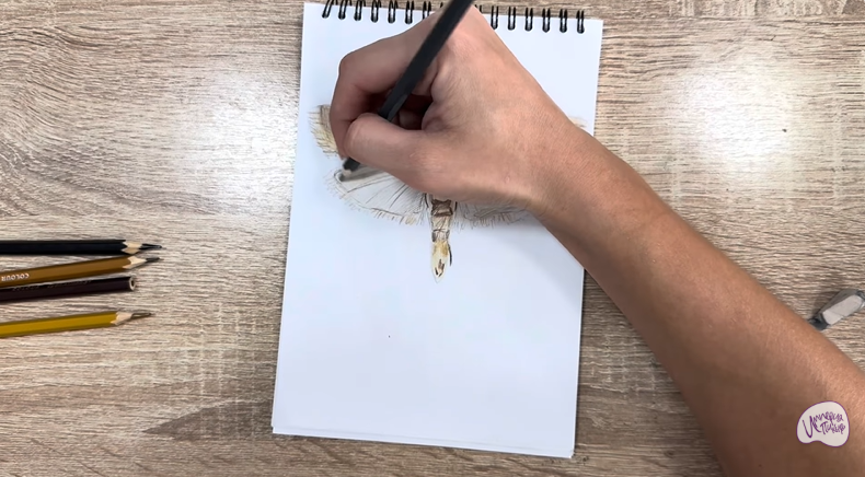 Рисуем Огнёвка зерновая