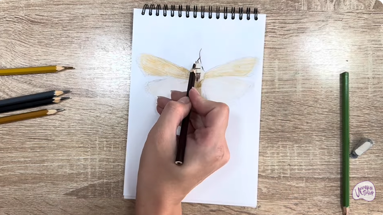 Рисуем Огнёвка зерновая