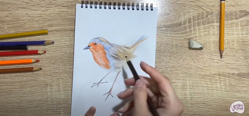 Рисуем Птичка "Зарянка"