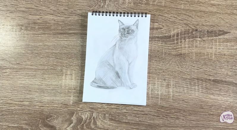 Рисуем Бурманский кот Рисуем Бурманский кот