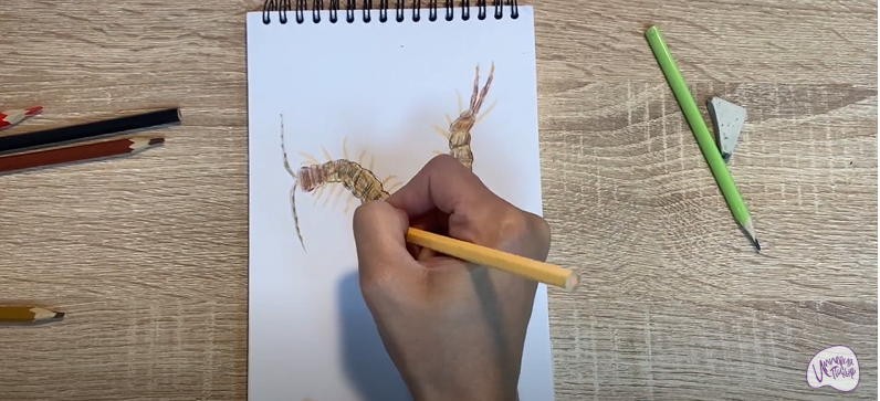 Рисуем Сколопендра