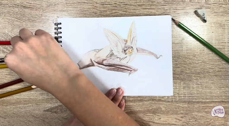 Рисуем Бурый ушан