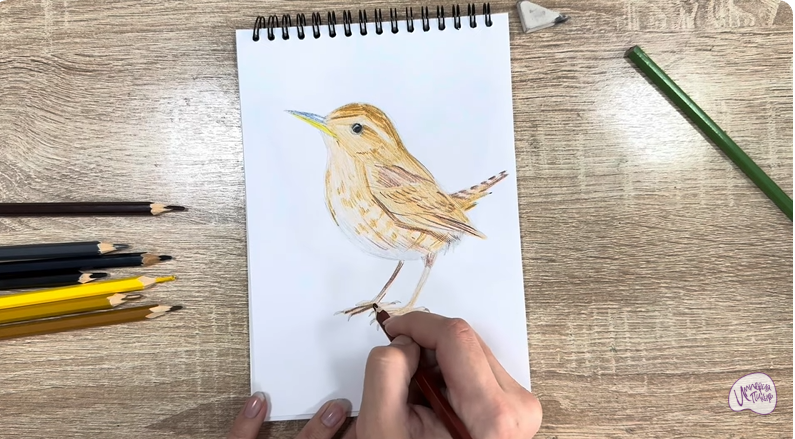 Рисуем Крапивник