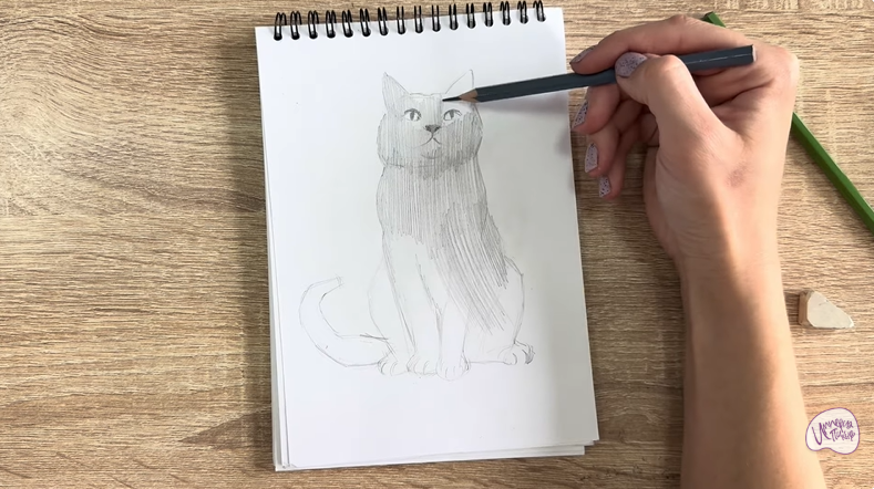 Рисуем Кот породы Шартрез