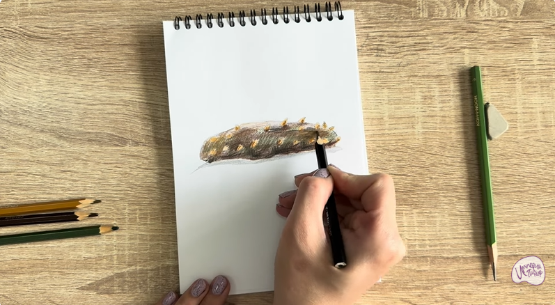 Рисуем Голотурия