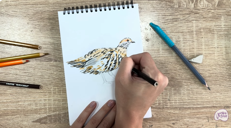 Рисуем Канадская дикуша