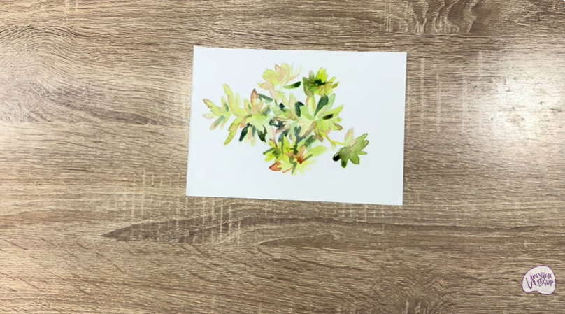 Рисуем Очиток