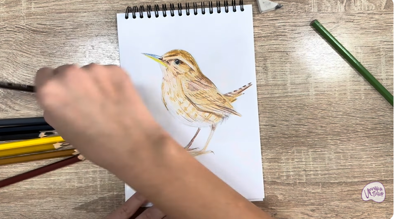 Рисуем Крапивник