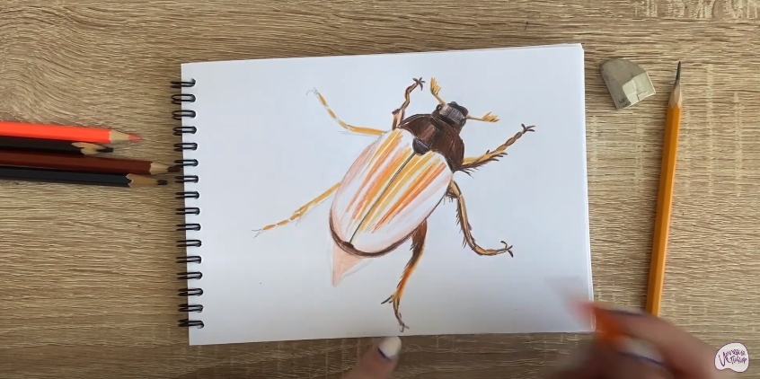 Рисуем Майский жук
