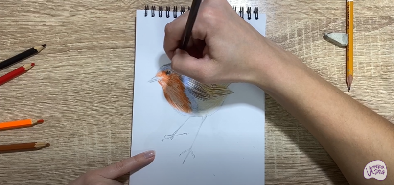 Рисуем Птичка "Зарянка"