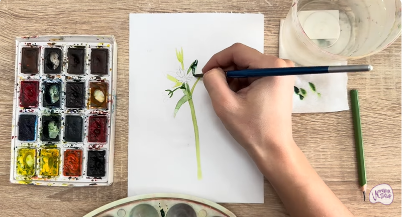 Рисуем Ясколка длинноволосая