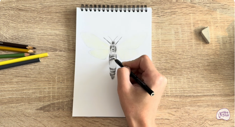 Рисуем Древесница въедливая