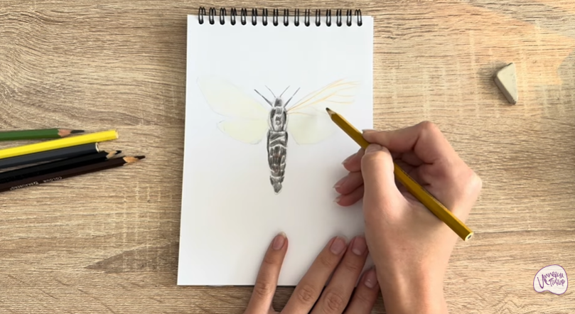 Рисуем Древесница въедливая