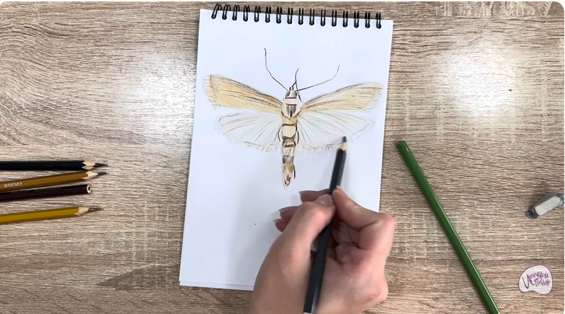 Рисуем Огнёвка зерновая