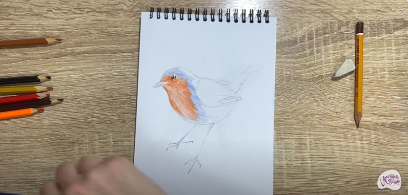 Рисуем Птичка "Зарянка"