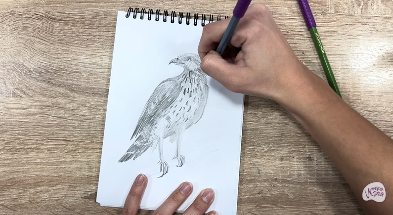 Рисуем Хохлатый осоед