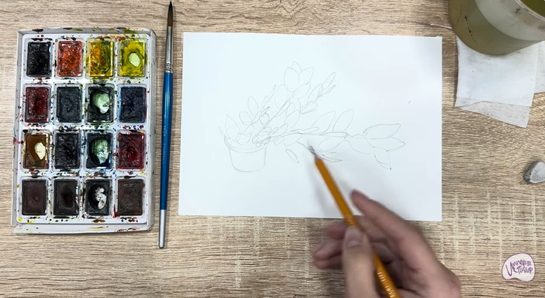 Рисуем Пеллиония в горшке