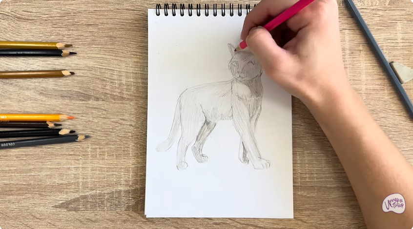 Рисуем Кошка Бурмилла