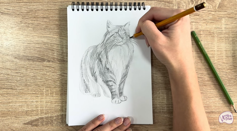 Рисуем Норвежский лесной кот
