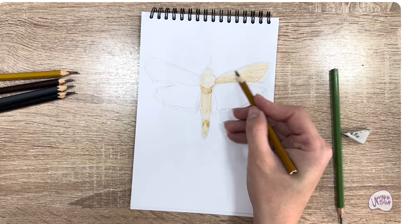 Рисуем Огнёвка зерновая