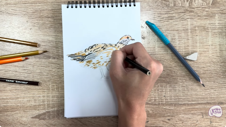 Рисуем Канадская дикуша