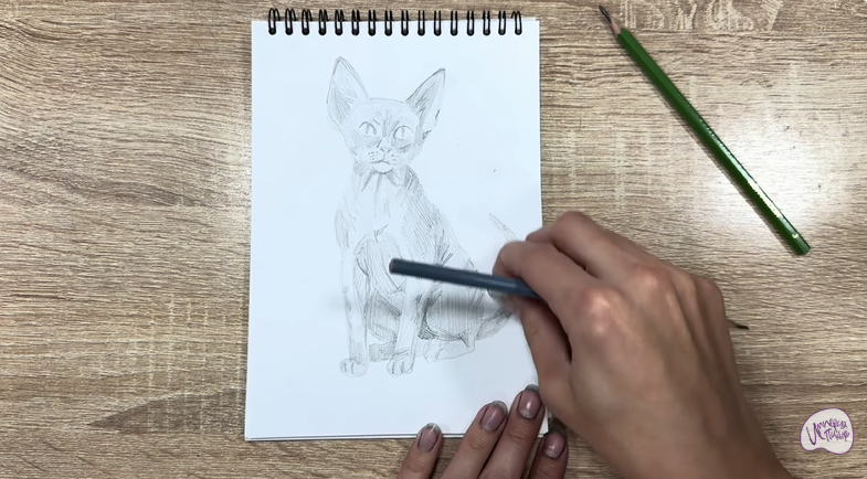 Рисуем Девон Рекс