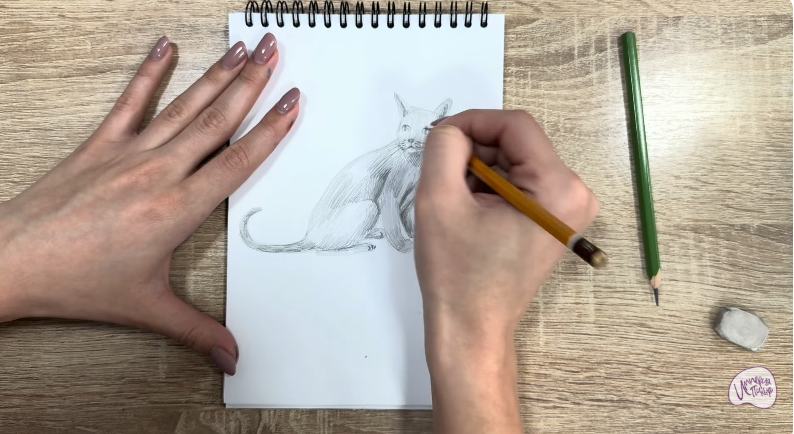 Рисуем Кот породы "Корат"