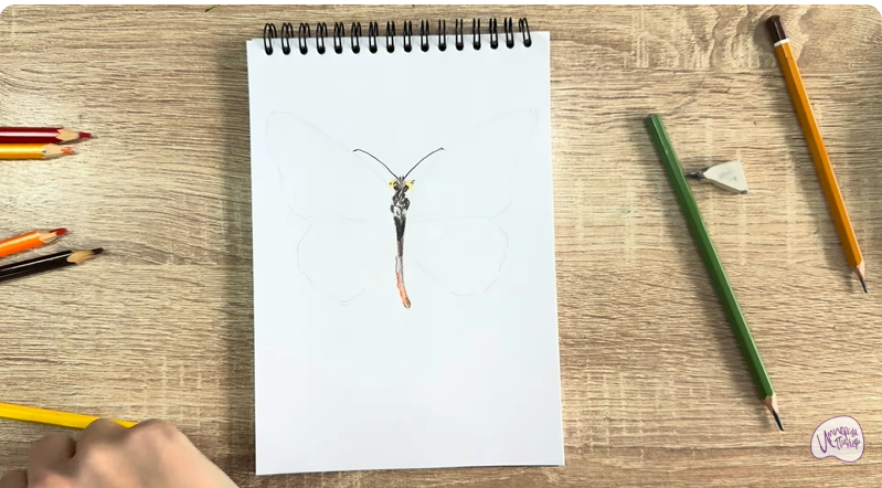 Рисуем Малинница обыкновенная