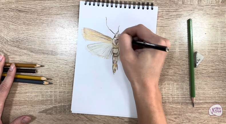 Рисуем Огнёвка зерновая