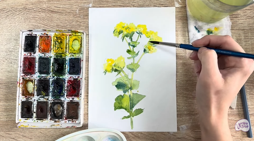 Рисуем Манжетка обыкновенная
